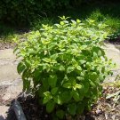 Lemon Balm
