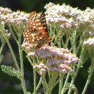 White Yarrow