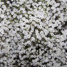 Baby's Breath