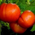 Beefsteak Tomato