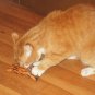 Rockin' Kitty Toy