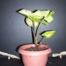 Organically Grown HousePlant