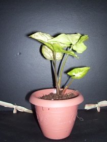 Organically Grown HousePlant