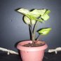 Organically Grown HousePlant