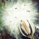 Wavering Wind