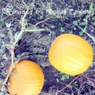 Neon Pumpkins