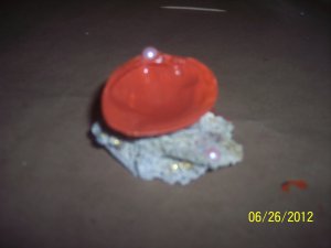 seashell ring dish