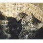 New Postcard,   Kittens in a Basket, Very Good Condition