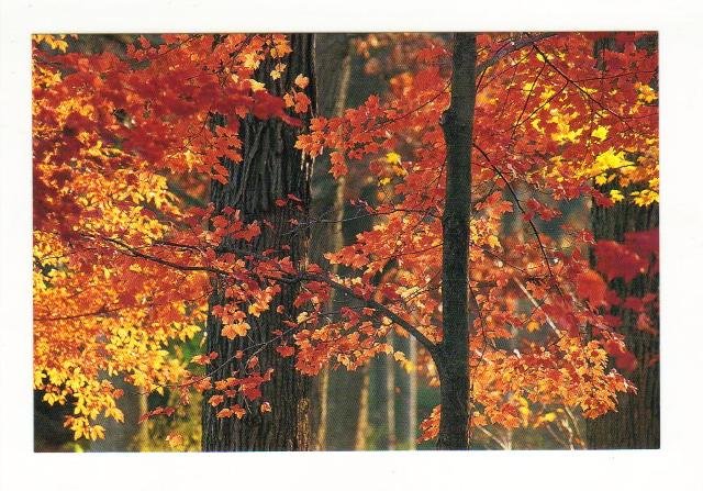 maple tree morton arboretum new postcard maple trees in fall the morton arboretum condition maple tree morton arboretum new postcard maple trees in fall the morton arboretum condition
