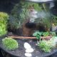 Mosses & Terrariums