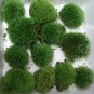 Live Cushion Moss Terrarium- 12 Med Size