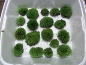 Live Cushion Moss Terrarium - 16 Small Size