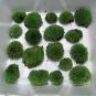 Live Cushion Moss Terrarium - 16 Small Size
