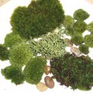 LIVE MOSS ASSORTMENT FOR TERRARIUMS - FROG, HAIRCAP, CUSHIONS, ROCKS, LICHEN