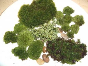 LIVE MOSS ASSORTMENT FOR TERRARIUMS - FROG, HAIRCAP, CUSHIONS, ROCKS, LICHEN