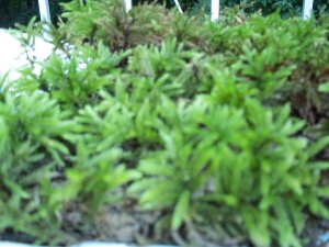 LIVE DENDROID TREE MOSS - TERRARIUM, VIVARIUM, GARDEN