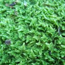 Live Sheet Moss - 1 Large Piece for Vivarium Craft