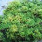 Live Delicate Fern Moss For Vivarium Terrarium Bonsai