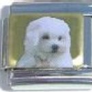 MALTESE DOG PHOTO 9MM ITALIAN CHARM
