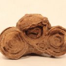 Moroccan stromatolite fossil