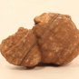 Moroccan stromatolite fossil