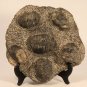 Trilobite plate from Morocco