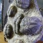 Trilobite plate from Morocco