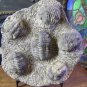 Trilobite plate from Morocco
