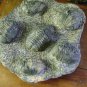 Trilobite plate from Morocco