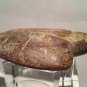 Hongshan Nephrite Turtle Toggle pendant sculpture