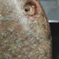 Neolithic Honshan Dragon Bi disk in Nephrite