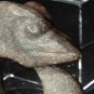 Neolithic Honshan Dragon Bi disk in Nephrite
