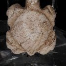 Neolithic Hongshan Chicken bone Jade Turtle pendant