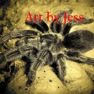 Tarantula 1B