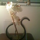 Contemporary Black Vase & White Orchid