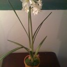 Single White floral in clay pot