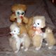 POODLES