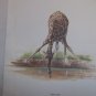 Giraffe drinking - part of the "Safari Suite"