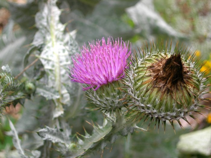 Scottish Thistle seeds.... .. No SHIPPING.