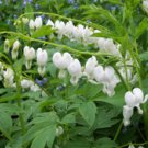 White Bleeding Heart seeds....rare ...No SHIPPING