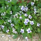 Confederate Violet Seeds..lt blue..RARE..NO SHIPPING