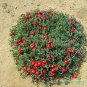 Ice Plant: Malephora Crocea- Small box
