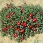 Ice Plant: Malephora Crocea- Small box