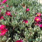 Ice Plant: Malephora Crocea - Medium Box