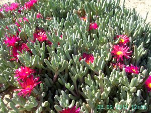 Ice Plant: Malephora Crocea - Medium Box