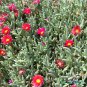 Ice Plant: Malephora Crocea - Medium Box