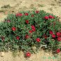 Ice Plant: Malephora Crocea - Medium Box