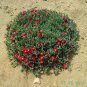 Ice Plant: Malephora Crocea - Medium Box