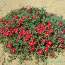 Ice Plant: Malephora Crocea - in Large Box. Ice Plant: Malephora Crocea - in Large Box.