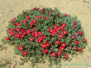 Ice Plant: Malephora Crocea - in Large Box.